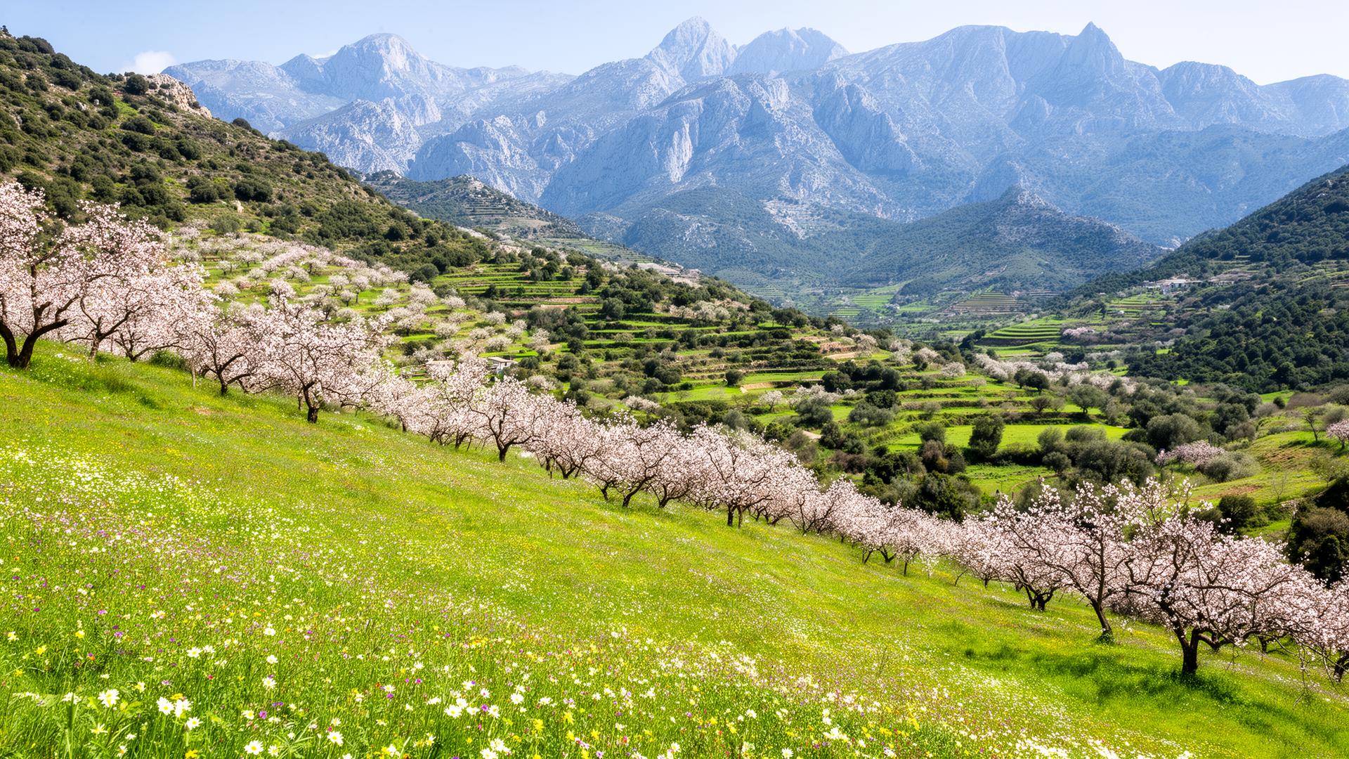 Spring wildflowers and terraced hillsides on the GR221 in Mallorca